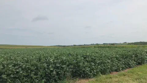uma vasta lavoura de soja em um estágio avançado de desenvolvimento vegetativo. As plantas, de um verde intens
