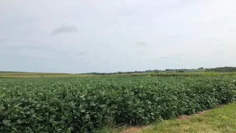 uma vasta lavoura de soja em um estágio avançado de desenvolvimento vegetativo. As plantas, de um verde intens