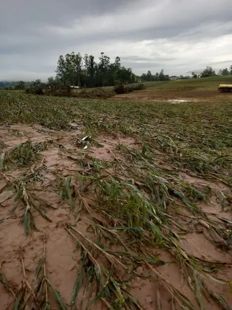 Lavoura Destruída por Chuva: Como Lidar com Perdas na Safra lavoura de milho severamente danificada por um evento climático adverso. Em primeiro plano, as plantas j