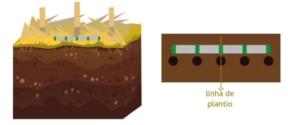 infográfico dividido em duas partes que ilustra uma técnica de plantio agrícola. À esquerda, há uma visão em co