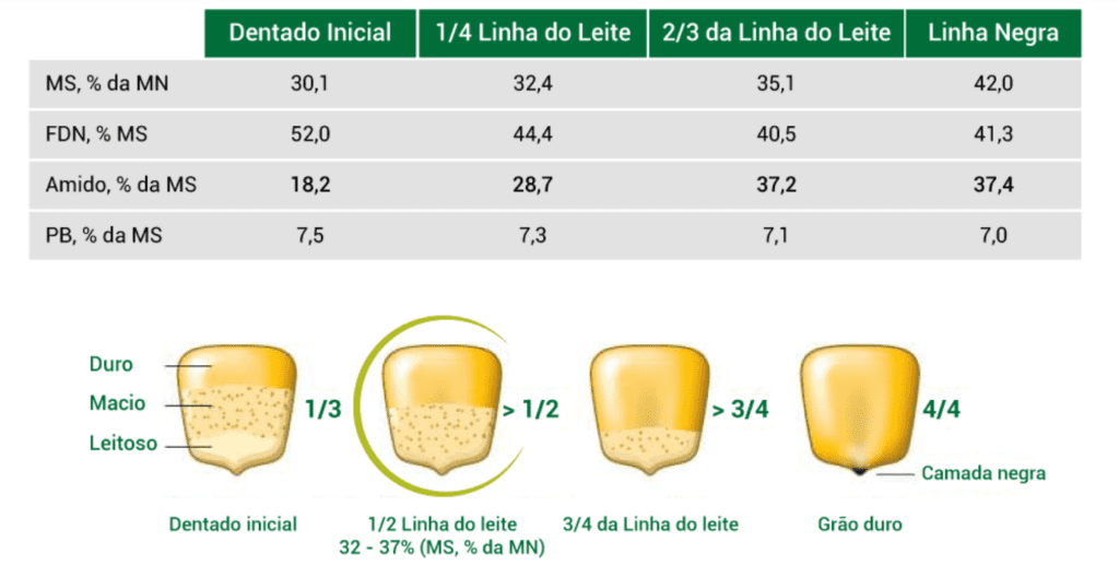 Linha do Leite do Milho: Ponto Ideal para Colheita de Silagem infográfico técnico que detalha as fases de maturação do grão de milho, focando no conceito da “linha do leite”