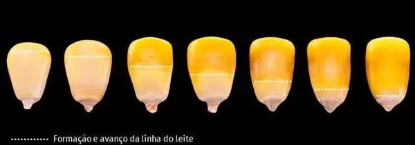 uma sequência de sete grãos de milho em fundo preto, ilustrando as diferentes fases de maturação fisiológica.