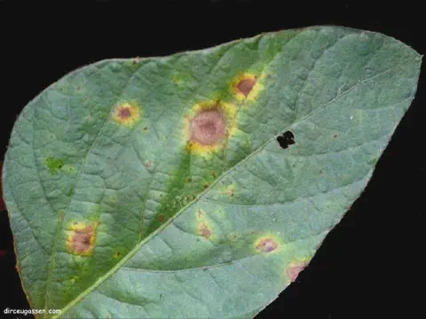 close-up de uma folha de soja sobre um fundo preto, destacando sintomas de uma doença fúngica, provavelment