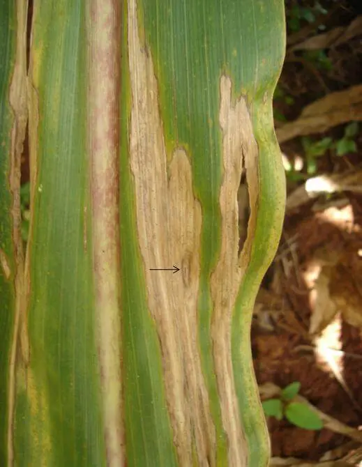 close-up de uma folha de milho severamente afetada por uma doença fúngica, muito provavelmente a mancha de
