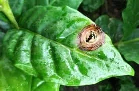 close-up de uma folha de cafeeiro, de cor verde vibrante e com a superfície úmida, evidenciando uma lesão c