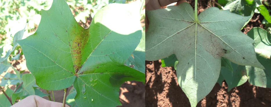composição de duas fotografias que exibem em close-up folhas de algodoeiro afetadas por uma doença, provavelme