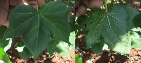 composição de duas fotografias que mostram em close-up folhas de uma planta de algodão sendo inspecionadas por