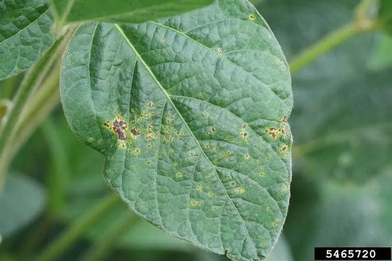 close-up detalhado de uma folha de soja afetada por uma doença. A folha, de cor verde, apresenta múltiplas