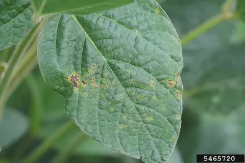 close-up detalhado de uma folha de soja afetada por uma doença. A folha, de cor verde, apresenta múltiplas