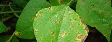 close-up de folhas de uma planta, provavelmente soja, que apresentam sintomas claros de uma doença foliar.