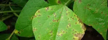 close-up de folhas de uma planta, provavelmente soja, que apresentam sintomas claros de uma doença foliar.