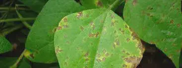 close-up de folhas de uma planta, provavelmente soja, que apresentam sintomas claros de uma doença foliar.