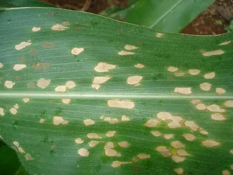 close-up detalhado de uma folha de milho verde, que apresenta múltiplos sintomas de uma doença foliar. Espa