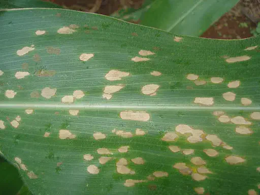 Mancha Foliar no Milho: Sintomas e Identificação Visual close-up detalhado de uma folha de milho verde, que apresenta múltiplos sintomas de uma doença foliar. Espa