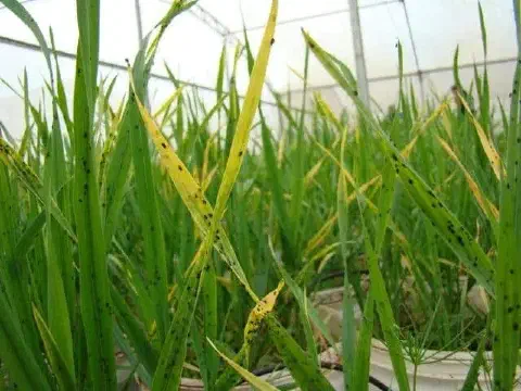 close-up de uma plantação de cereal, possivelmente trigo, arroz ou cevada, cultivada em um ambiente control