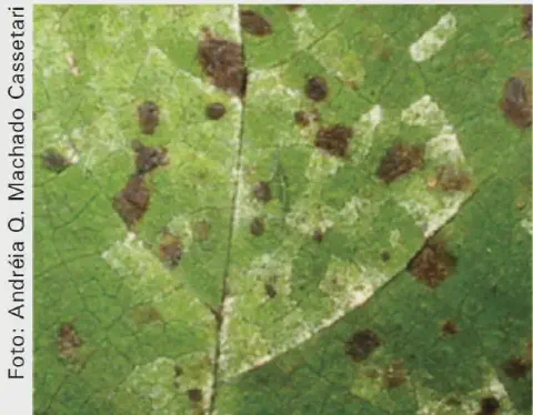 close-up detalhado da superfície de uma folha de planta, que apresenta sintomas avançados de uma doença, pr