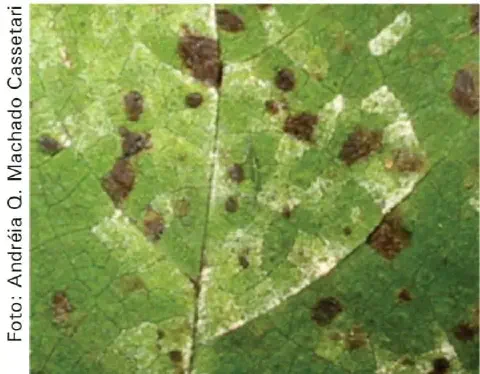 close-up detalhado da superfície de uma folha de planta, que apresenta sintomas avançados de uma doença, pr