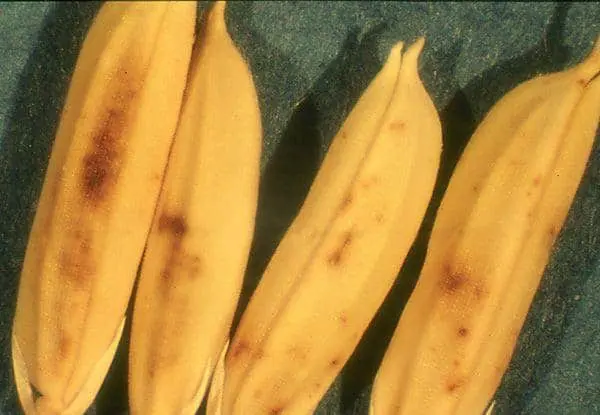 close-up detalhado de grãos de arroz com casca, evidenciando sintomas de uma doença fitossanitária. Os grão