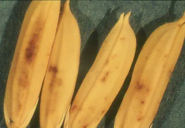 Mancha nos Grãos de Arroz: Como Identificar e Controlar close-up detalhado de grãos de arroz com casca, evidenciando sintomas de uma doença fitossanitária. Os grão