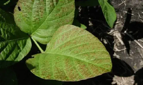 close-up de folhas de soja apresentando múltiplos sintomas de uma doença foliar. As folhas, de um verde vib