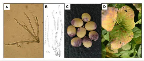 Esta imagem é uma composição de quatro painéis (A, B, C, D) que ilustram de forma abrangente a doença da soja conhecida como