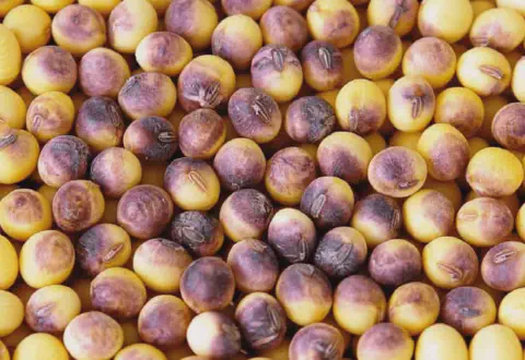 close-up de grãos de soja colhidos, onde muitos apresentam uma descoloração característica. Os grãos, de c