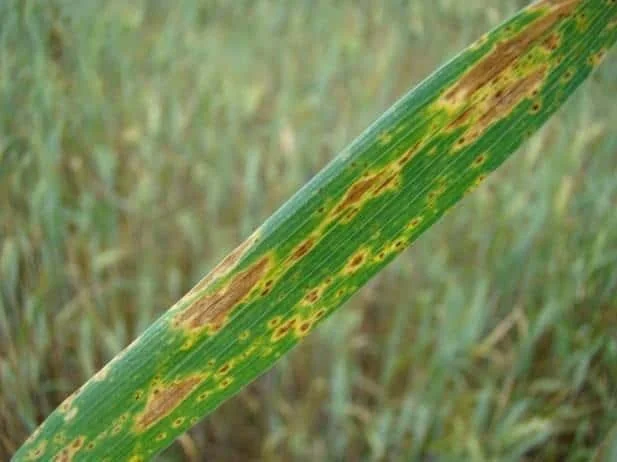 close-up detalhado de uma folha de uma planta de cereal, provavelmente trigo ou cevada, acometida por uma d