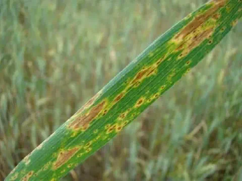 close-up detalhado de uma folha de uma planta de cereal, provavelmente trigo ou cevada, acometida por uma d