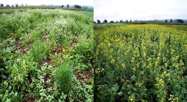 montagem comparativa, dividida em duas partes, que exibe duas condições distintas de um campo agrícola. À esqu