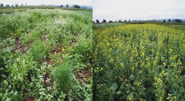 Manejo com Plantas de Cobertura: Comparativo na Lavoura montagem comparativa, dividida em duas partes, que exibe duas condições distintas de um campo agrícola. À esqu