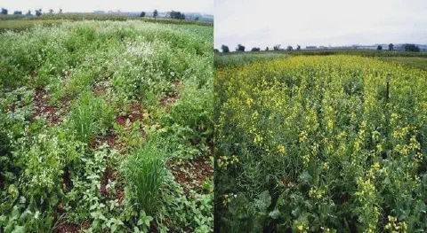 montagem comparativa, dividida em duas partes, que exibe duas condições distintas de um campo agrícola. À esqu