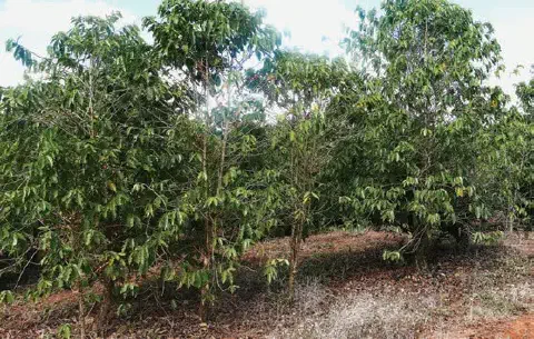 uma lavoura de café em um terreno inclinado, com solo avermelhado coberto por folhas secas e vegetação rasteir