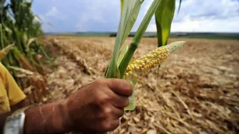 momento crucial no ciclo agrícola: a avaliação da lavoura. Em primeiro plano, a mão de um agricultor, ves