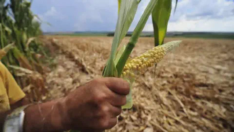 momento crucial no ciclo agrícola: a avaliação da lavoura. Em primeiro plano, a mão de um agricultor, ves