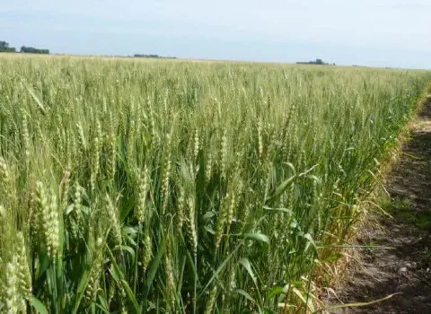 uma ampla e viçosa lavoura de trigo, com as plantas em um estágio de desenvolvimento intermediário, ainda verd