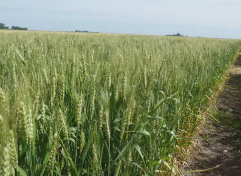 uma ampla e viçosa lavoura de trigo, com as plantas em um estágio de desenvolvimento intermediário, ainda verd