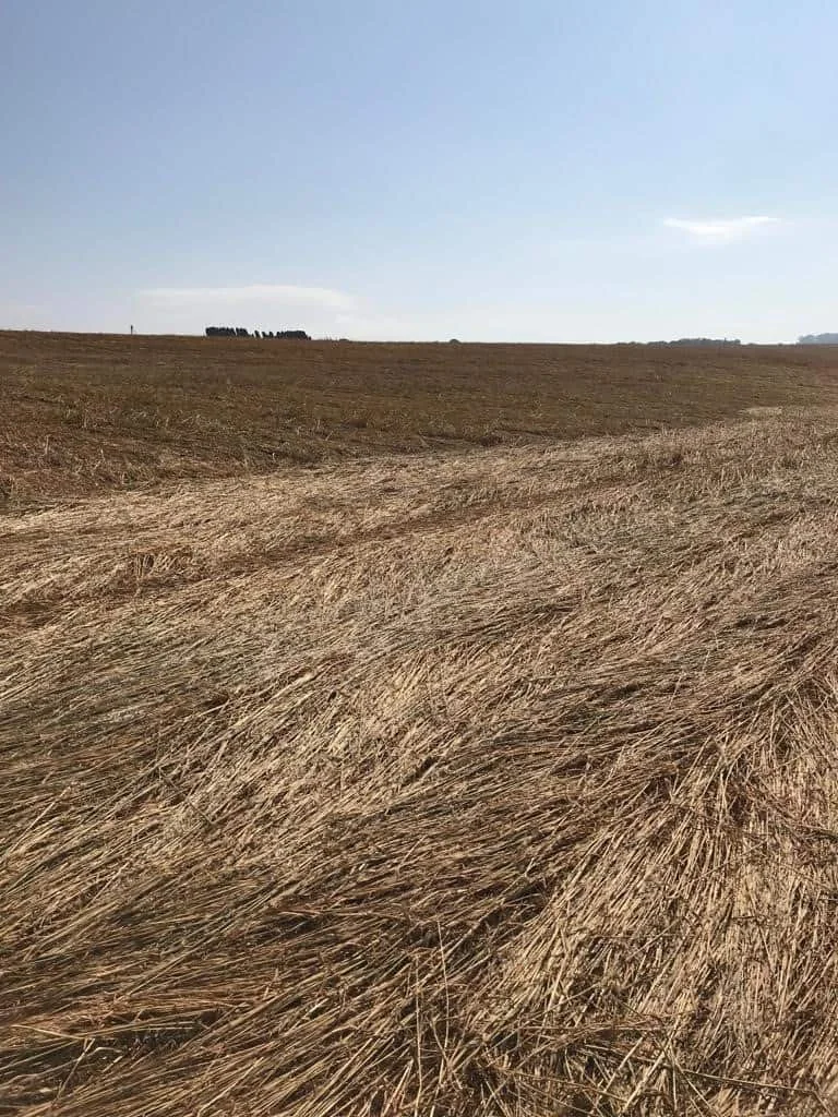 uma ampla paisagem rural após a colheita de uma safra de grãos. Em primeiro plano, o campo é coberto por uma e