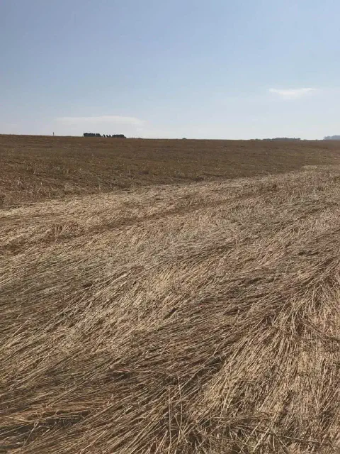 uma ampla paisagem rural após a colheita de uma safra de grãos. Em primeiro plano, o campo é coberto por uma e
