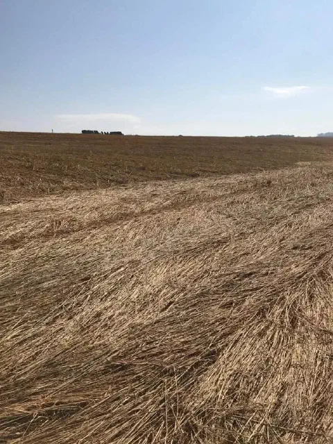 uma ampla paisagem rural após a colheita de uma safra de grãos. Em primeiro plano, o campo é coberto por uma e