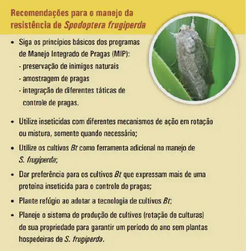 infográfico educativo que apresenta uma lista de 'Recomendações para o manejo da resistência de Spodoptera frug