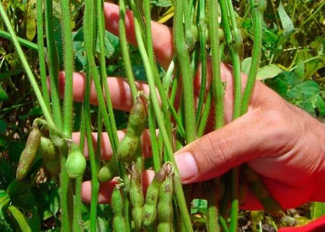 close-up da mão de um agricultor ou agrônomo inspecionando cuidadosamente um feixe de plantas de soja diret