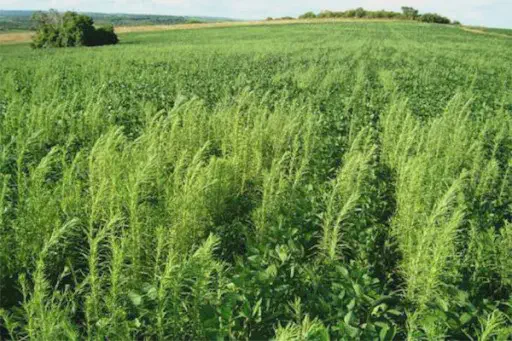 Manejo de Buva na Soja: Como Controlar Plantas Daninhas uma lavoura de soja em um estágio de desenvolvimento inicial, sofrendo com uma alta infestação de plantas dani