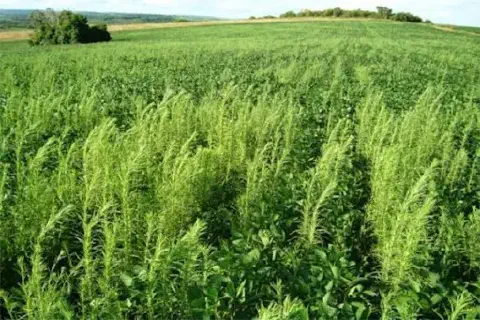 uma lavoura de soja em um estágio de desenvolvimento inicial, sofrendo com uma alta infestação de plantas dani