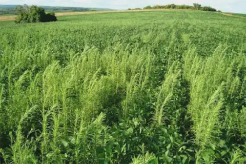 uma lavoura de soja em um estágio de desenvolvimento inicial, sofrendo com uma alta infestação de plantas dani