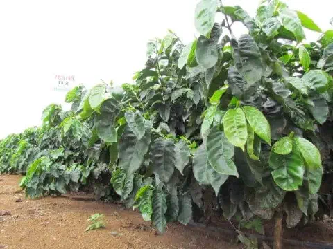uma plantação de café em close-up, com os pés de café dispostos em uma fileira organizada que se estende para