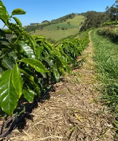 uma fileira de pés de café jovens e saudáveis, plantados em uma encosta. As folhas das plantas são de um verde