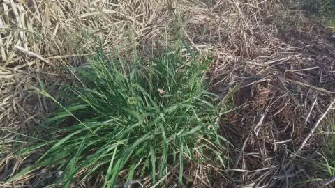 touceira de capim-colonião (Panicum maximum), uma planta daninha comum, crescendo vigorosamente em meio