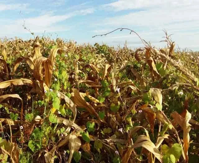 uma lavoura de milho em estágio avançado de maturação ou pós-colheita, evidenciado pelas plantas e folhas seca