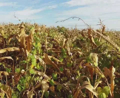 uma lavoura de milho em estágio avançado de maturação ou pós-colheita, evidenciado pelas plantas e folhas seca