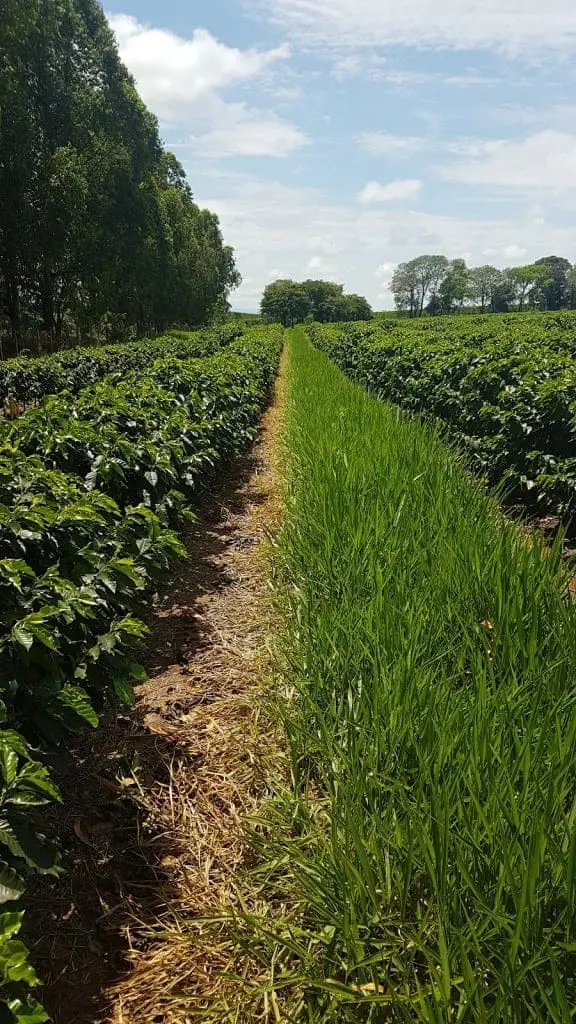 uma perspectiva em primeira pessoa de um corredor entre duas fileiras de um cafezal. À esquerda e à direita, o
